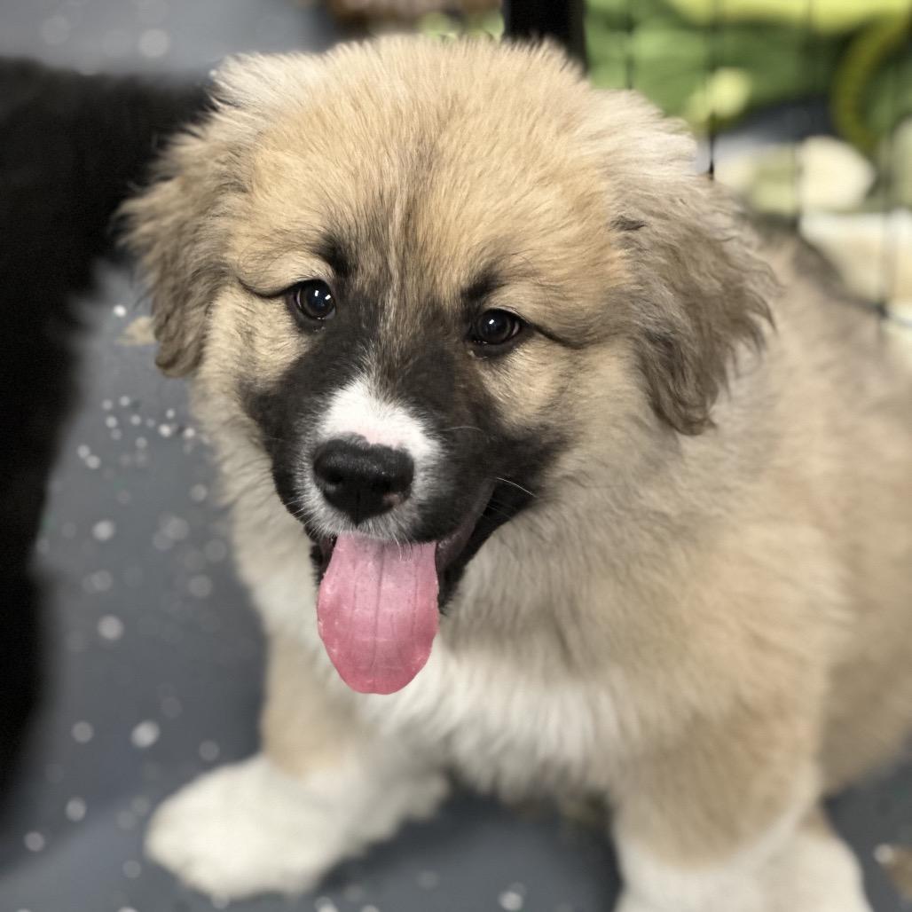 TRIDENT, ADOPTABLE, Puppy Female Great Pyrenees.