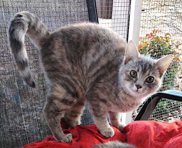 Kiara, Adopted, Young Female Domestic Short Hair.