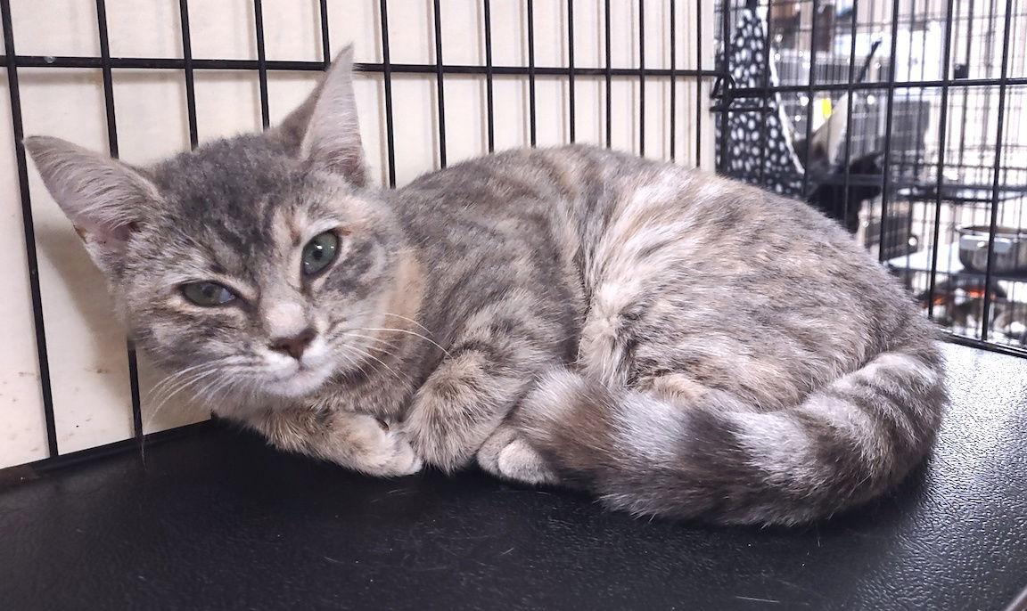 Kiara, a Adopted Domestic Short Hair in Albemarle, NC image 2/3