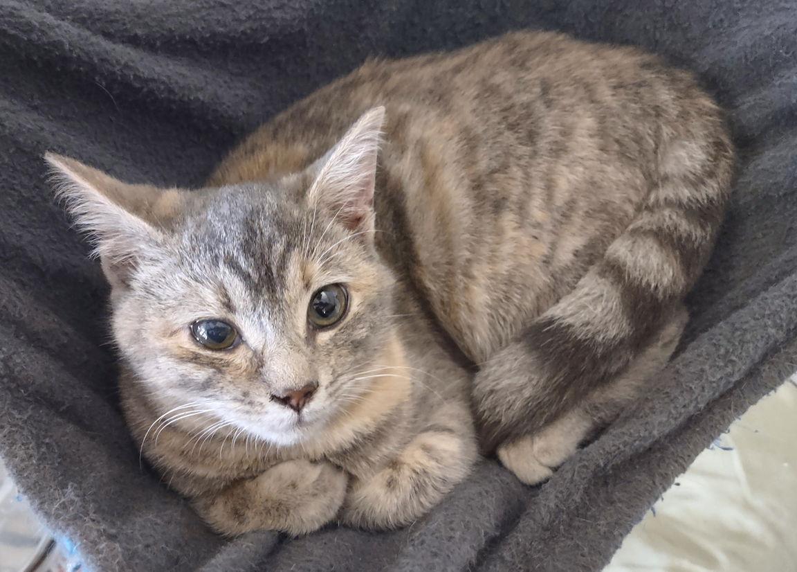 Kiara, a Adopted Domestic Short Hair in Albemarle, NC image 3/3