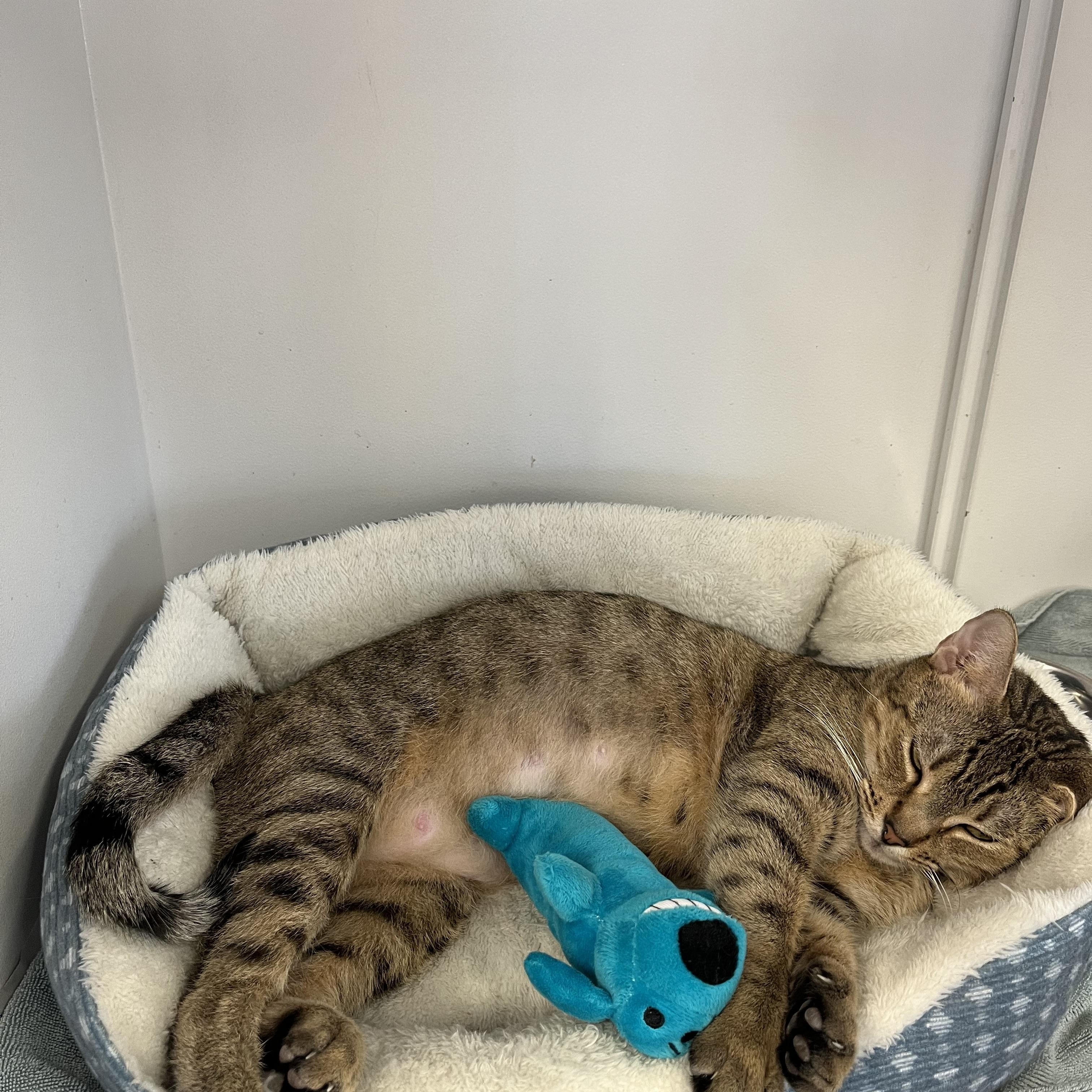 Purrrty, a ADOPTABLE Domestic Short Hair in Cibolo, TX image 1/2