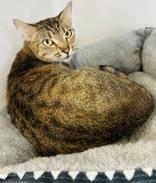 Purrrty, ADOPTABLE, Adult Female Domestic Short Hair.