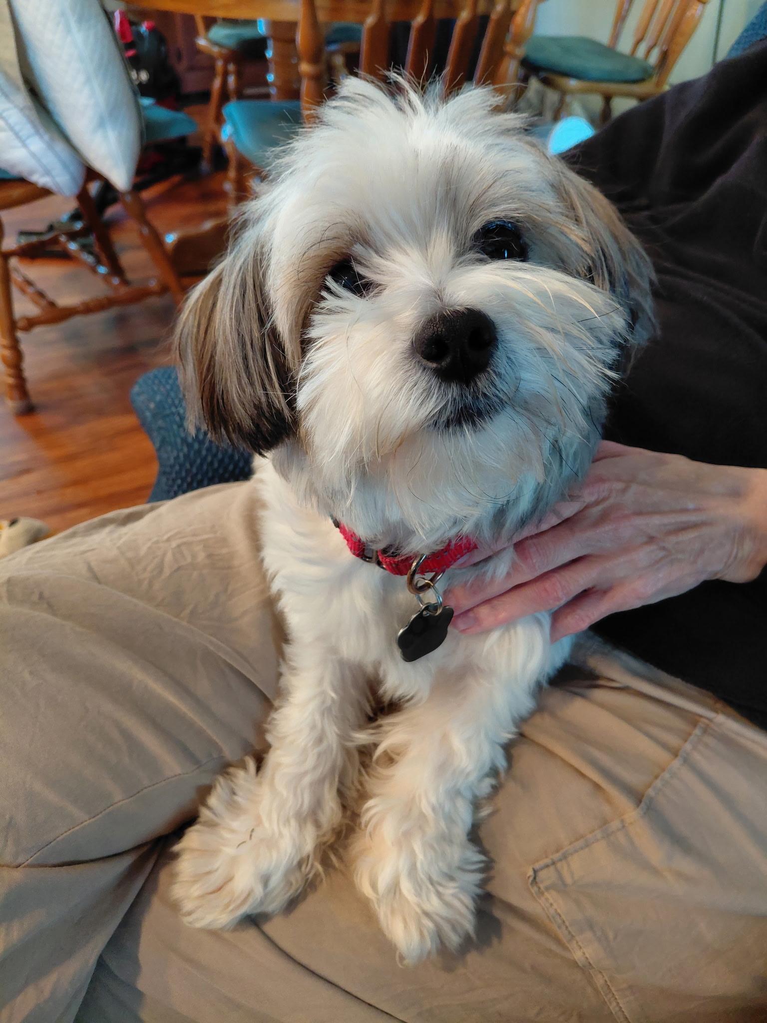 Enlarge Ricky, a Adoptable mixed breed in Omaha, NE image 3/6