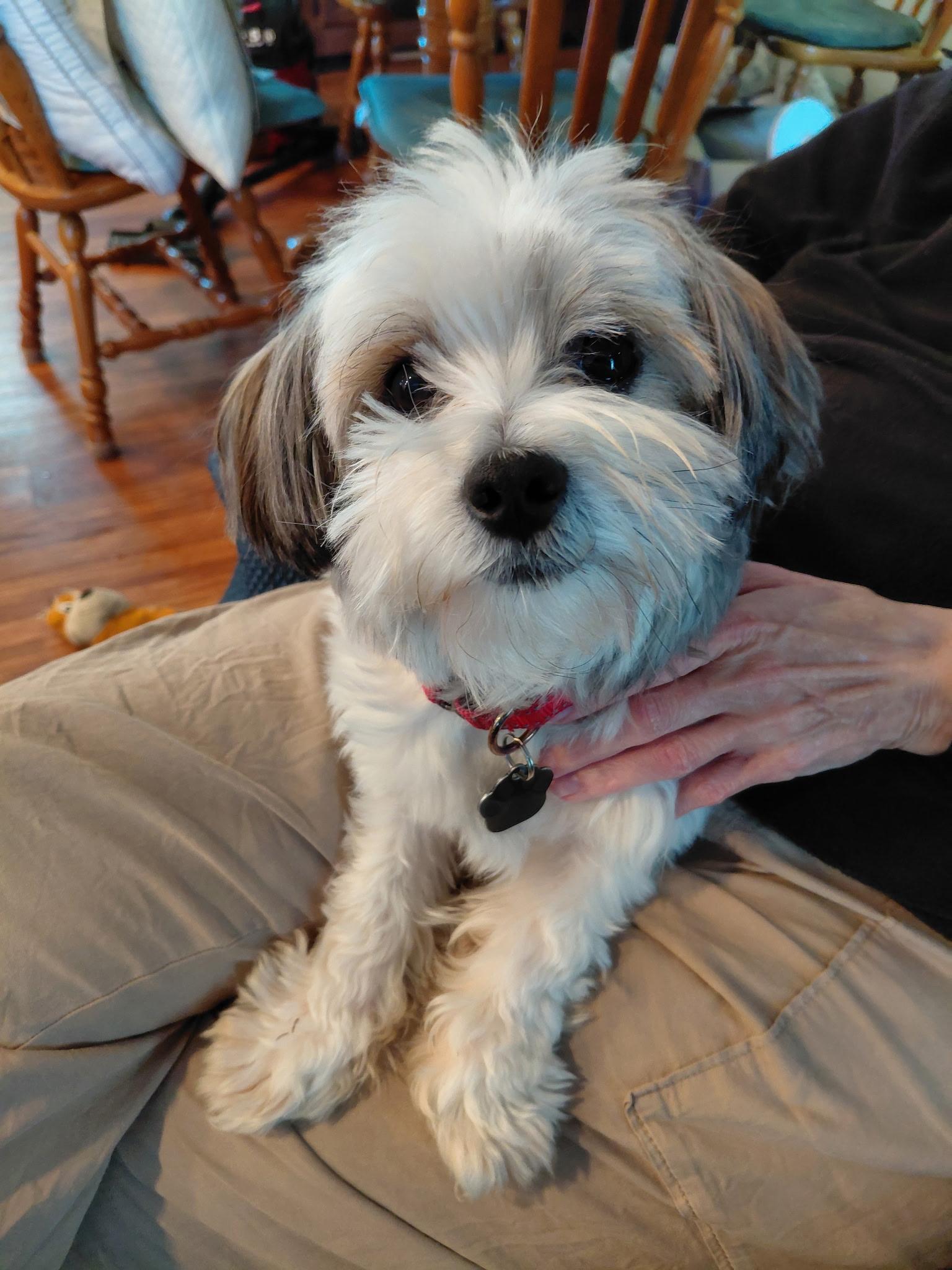 Enlarge Ricky, a Adoptable mixed breed in Omaha, NE image 4/6