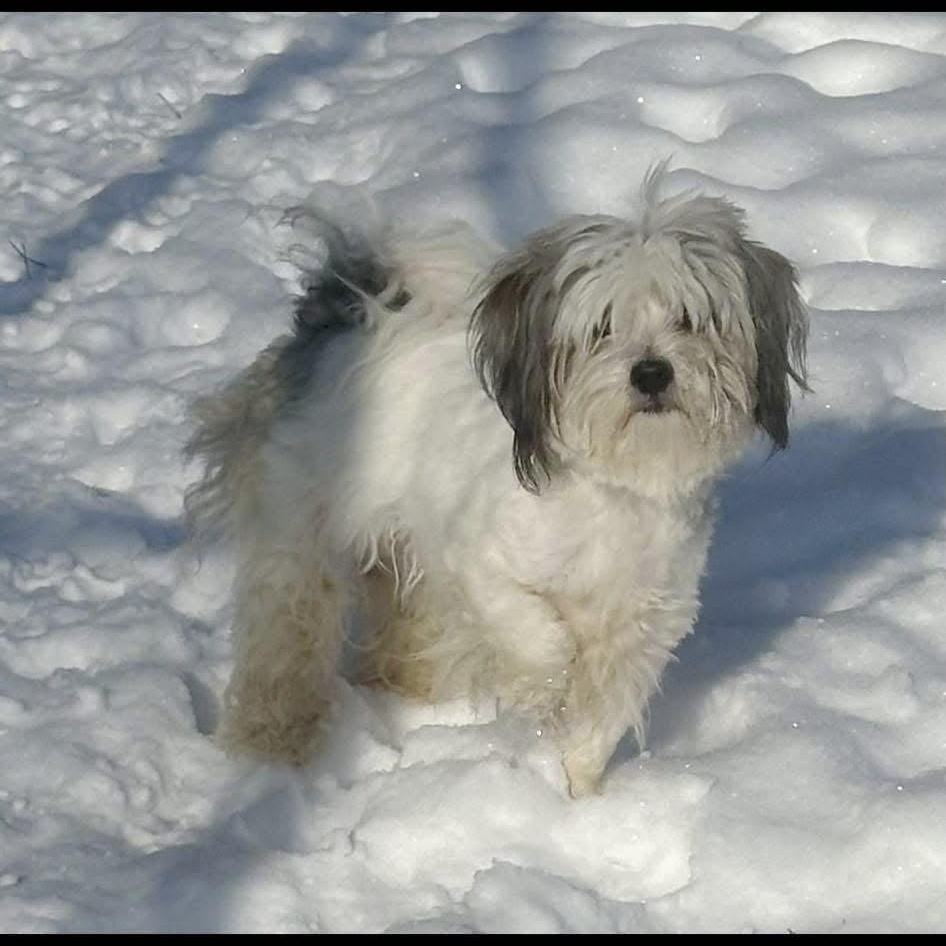 Enlarge Ricky, a Adoptable mixed breed in Omaha, NE image 6/6