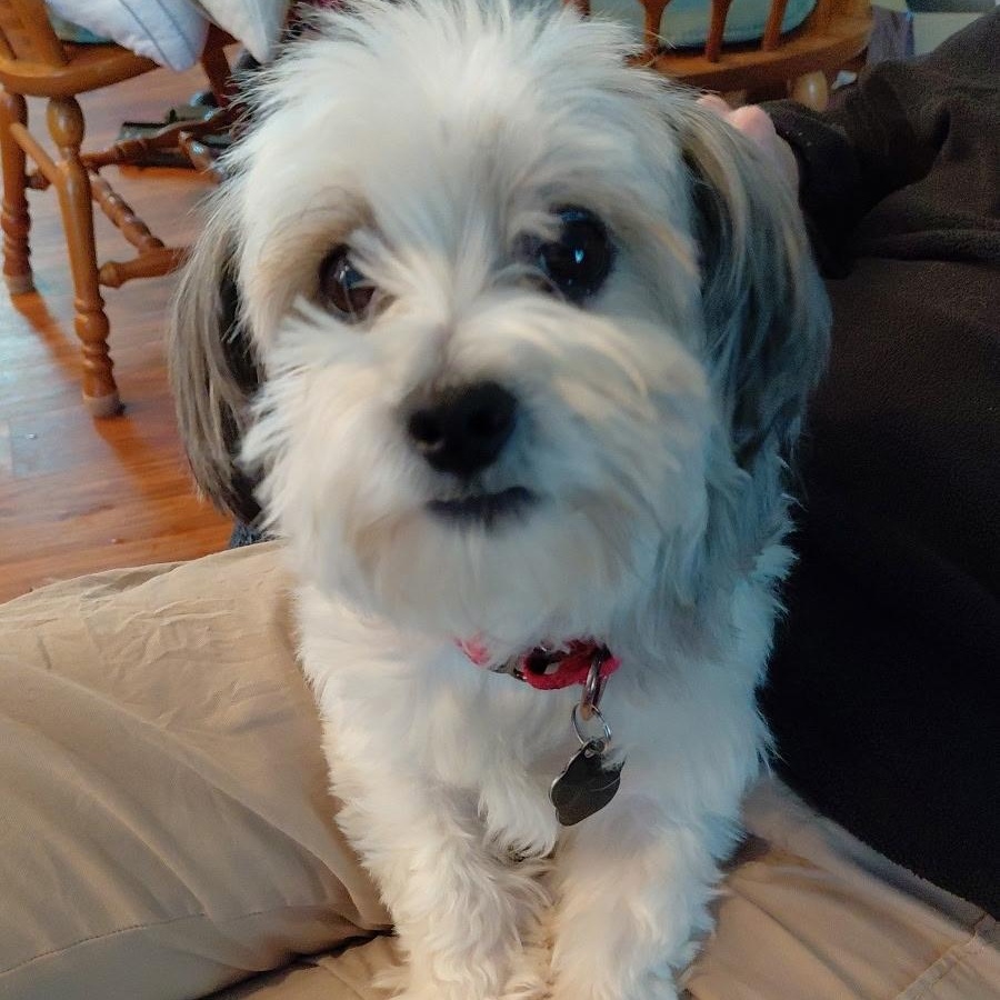 Enlarge Ricky, a Adoptable mixed breed in Omaha, NE image 2/6