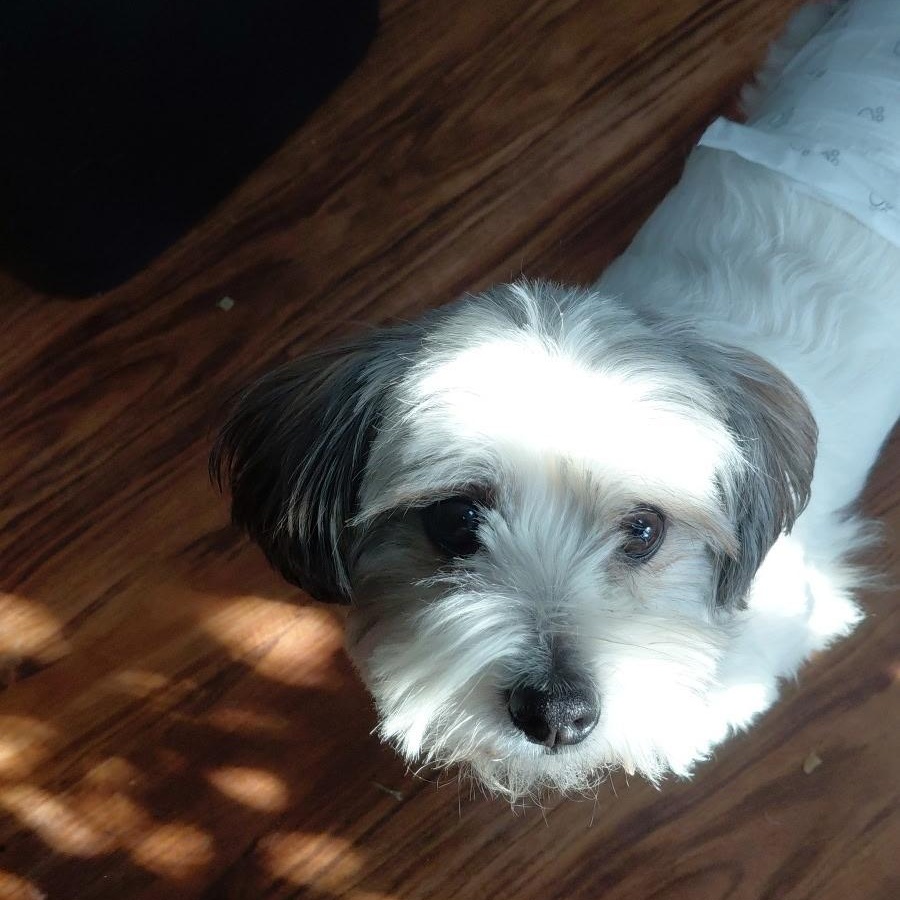 Enlarge Ricky, a Adoptable mixed breed in Omaha, NE image 5/6