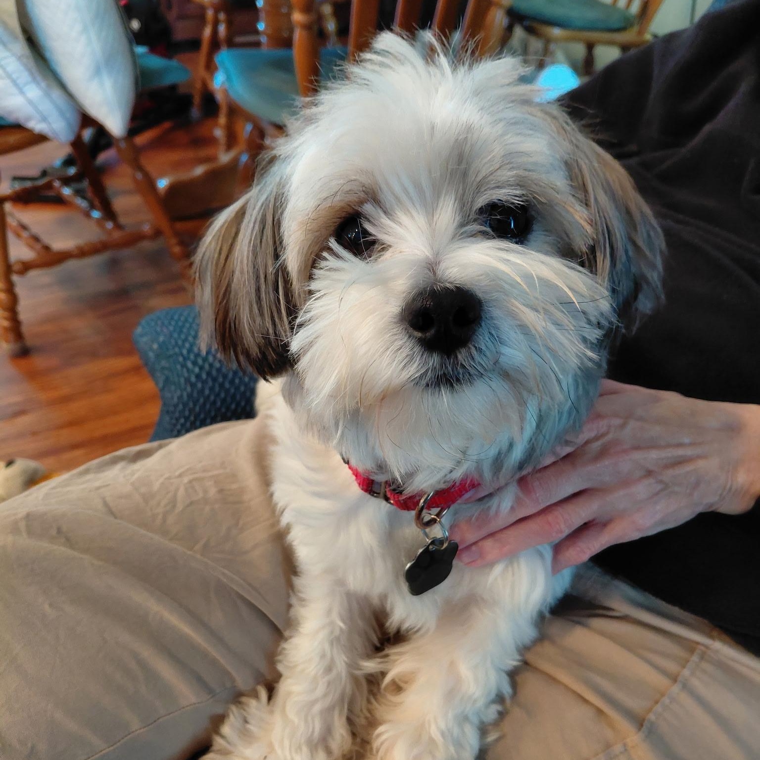 Enlarge Ricky, a Adoptable mixed breed in Omaha, NE image 1/6