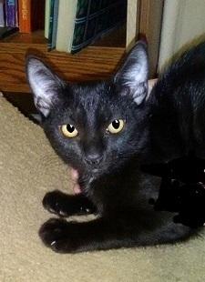 Reilly was Orion, Adoptable, Kitten Male Domestic Short Hair.