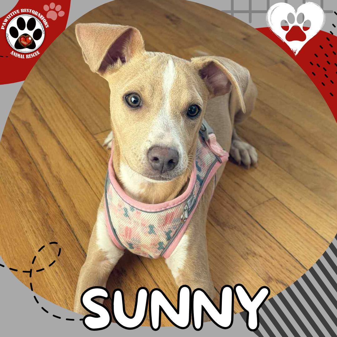 SUNNY, Adoptable, Puppy Female Feist.