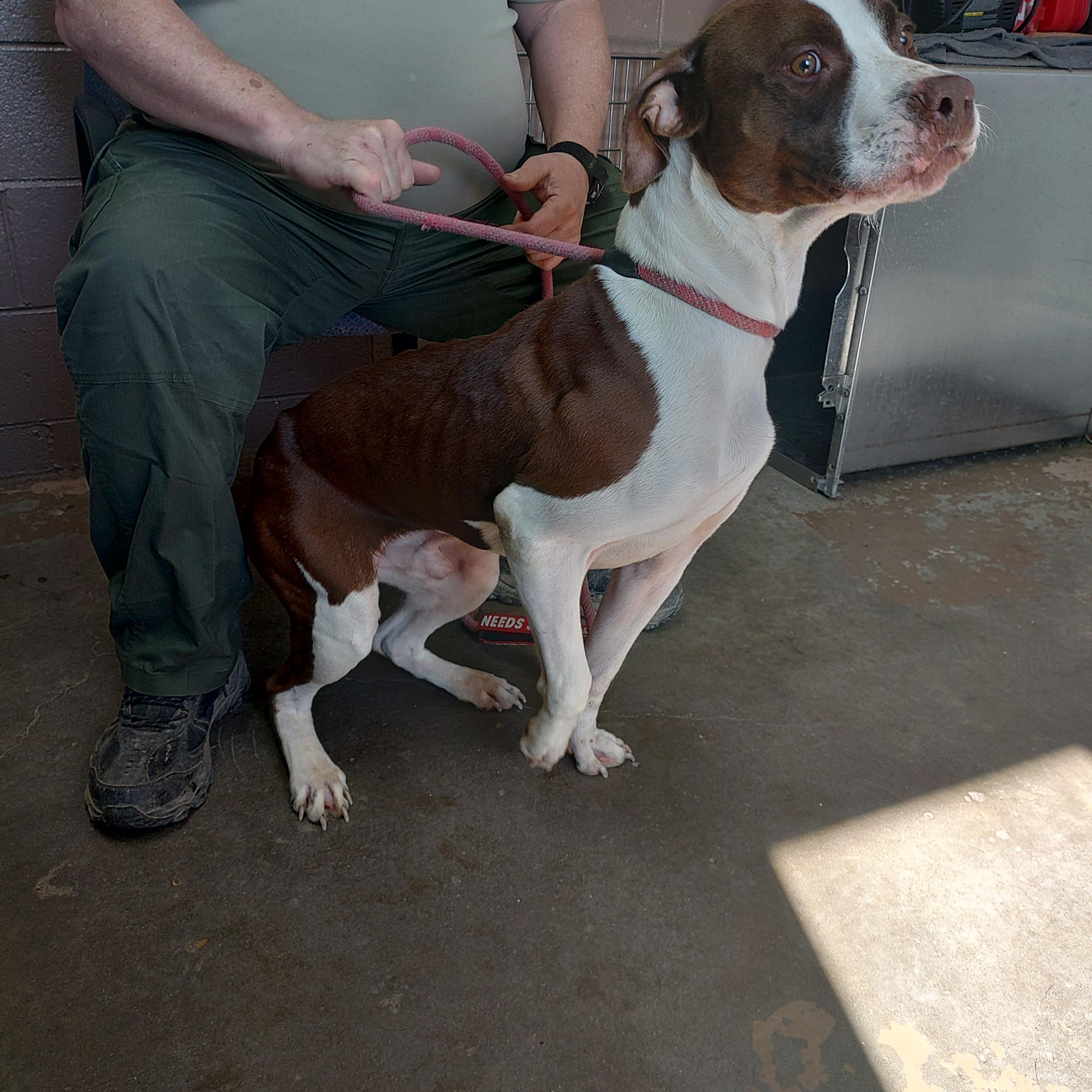 Enlarge 26-034, a ADOPTABLE mixed breed in Carrollton, OH image 3/5