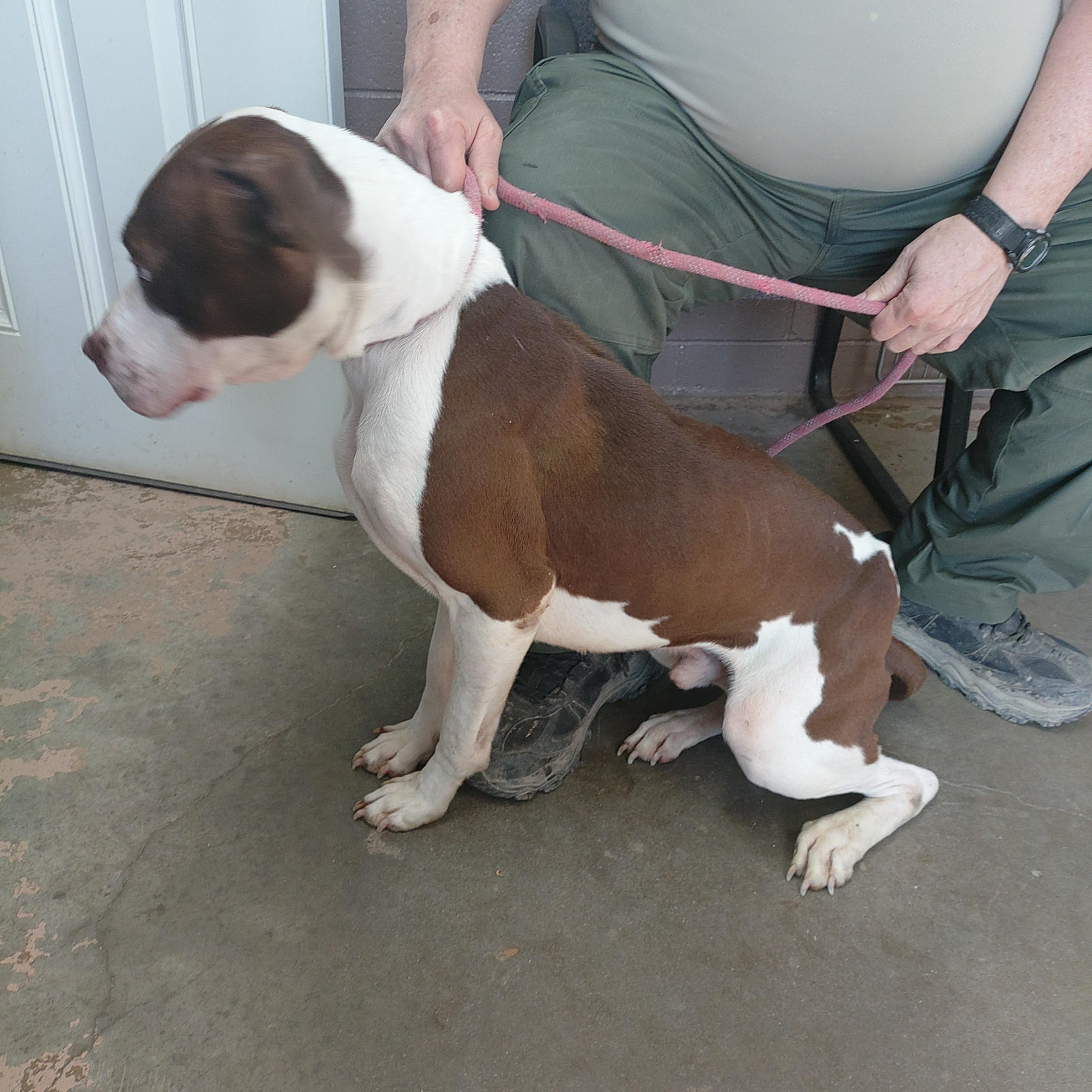 Enlarge 26-034, a ADOPTABLE mixed breed in Carrollton, OH image 4/5