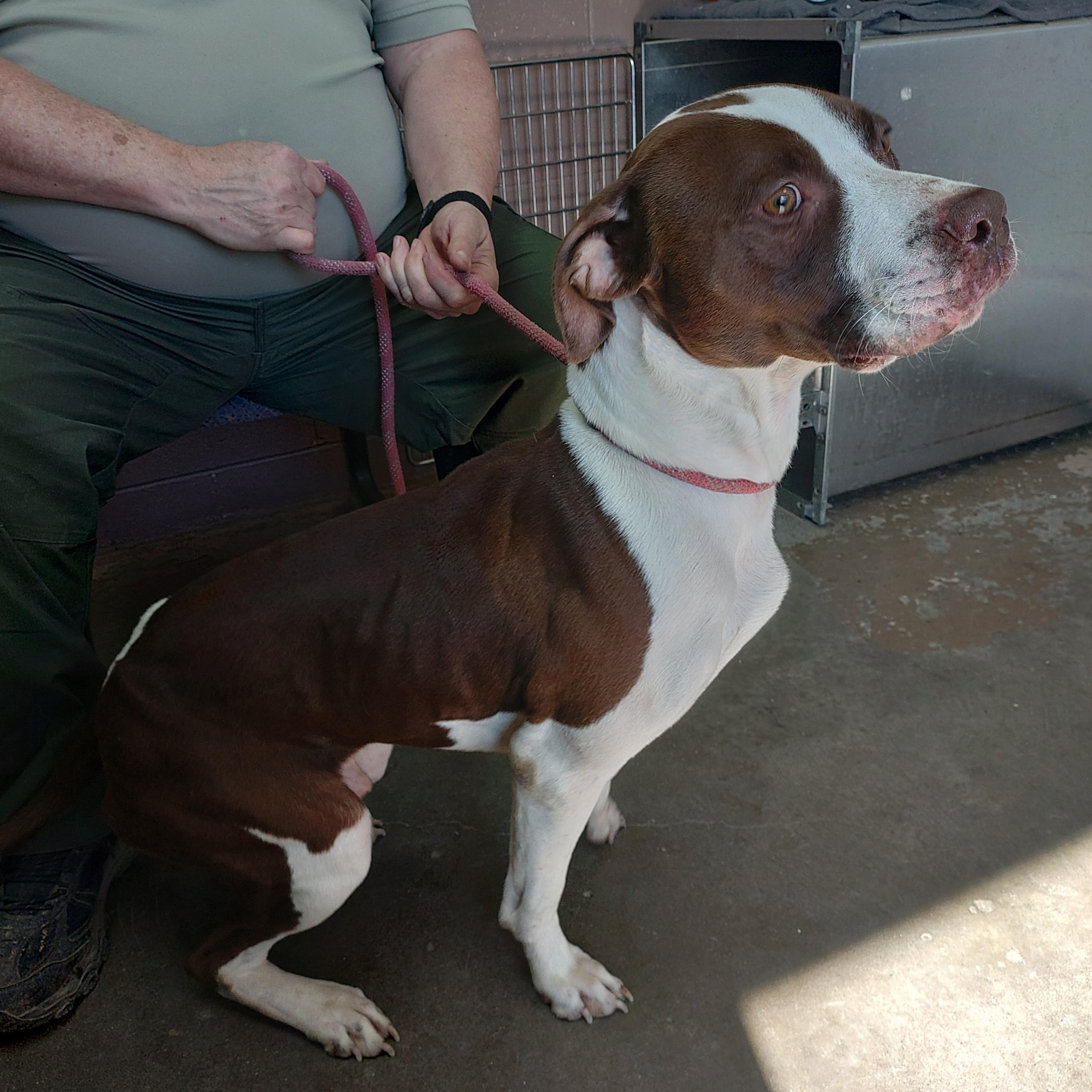 Enlarge 26-034, a ADOPTABLE mixed breed in Carrollton, OH image 2/5