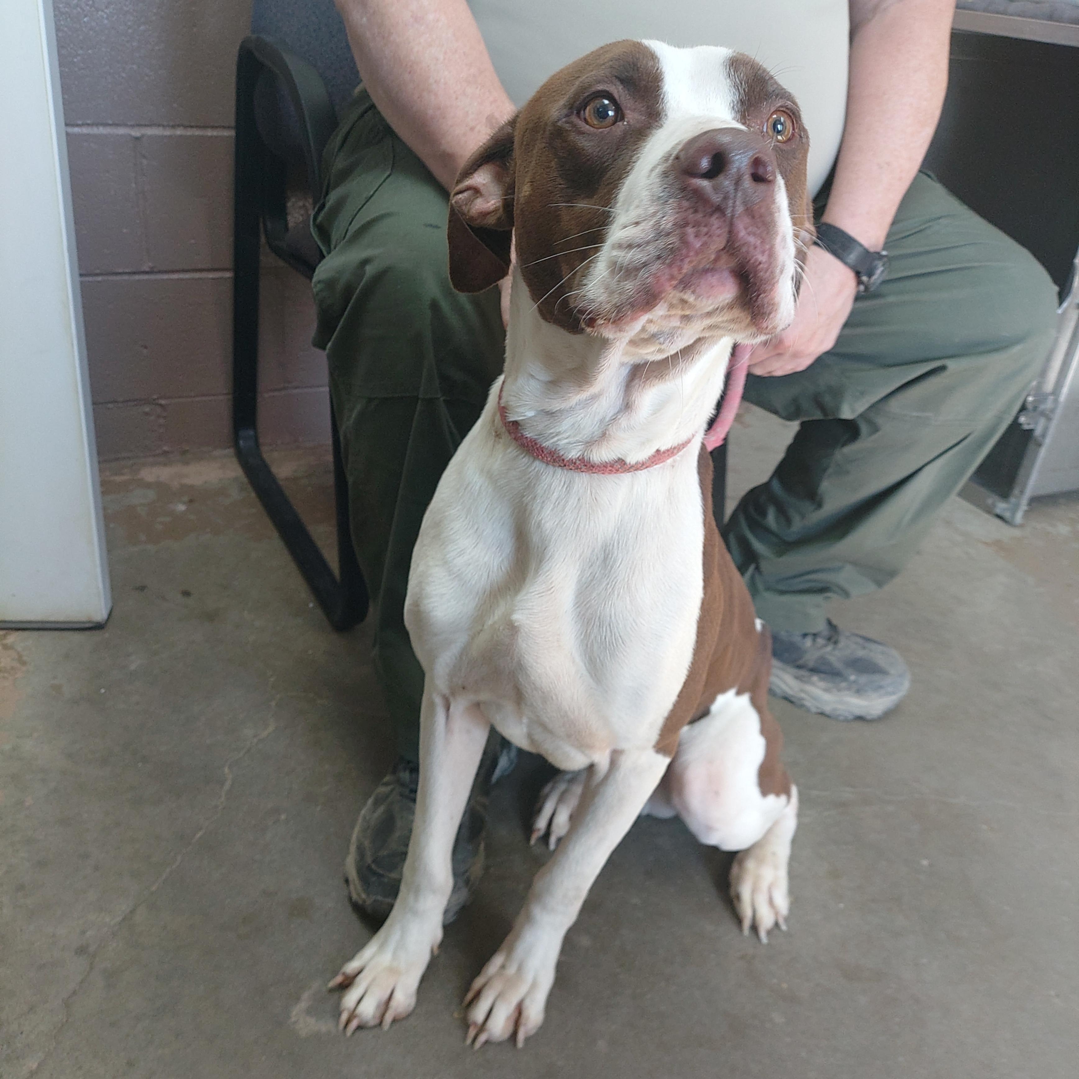 26-034, ADOPTABLE, Young Male American Staffordshire Terrier.