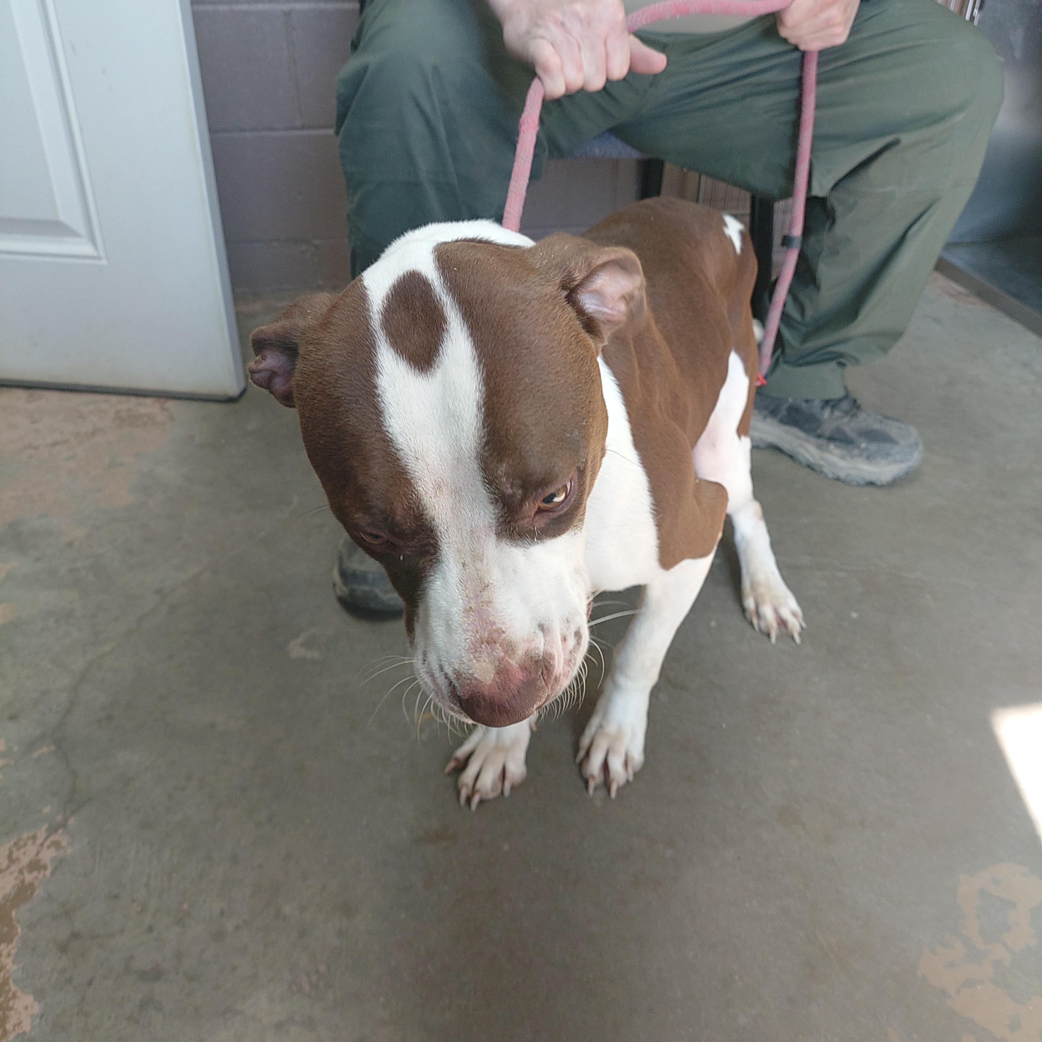 Enlarge 26-034, a ADOPTABLE mixed breed in Carrollton, OH image 5/5