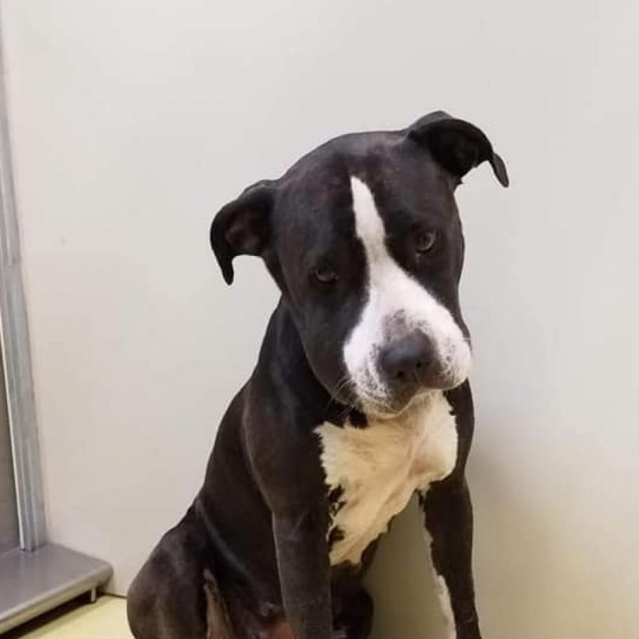 Kadance, Adoptable, Senior Female Pit Bull Terrier.