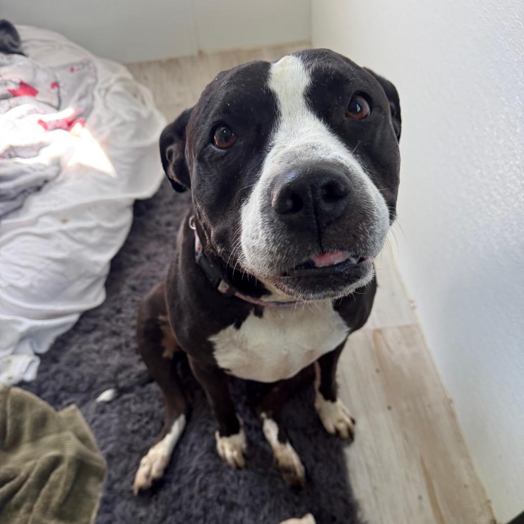 Enlarge Kadance, a Adoptable Pit Bull Terrier in Spring Hill, KS image 2/6