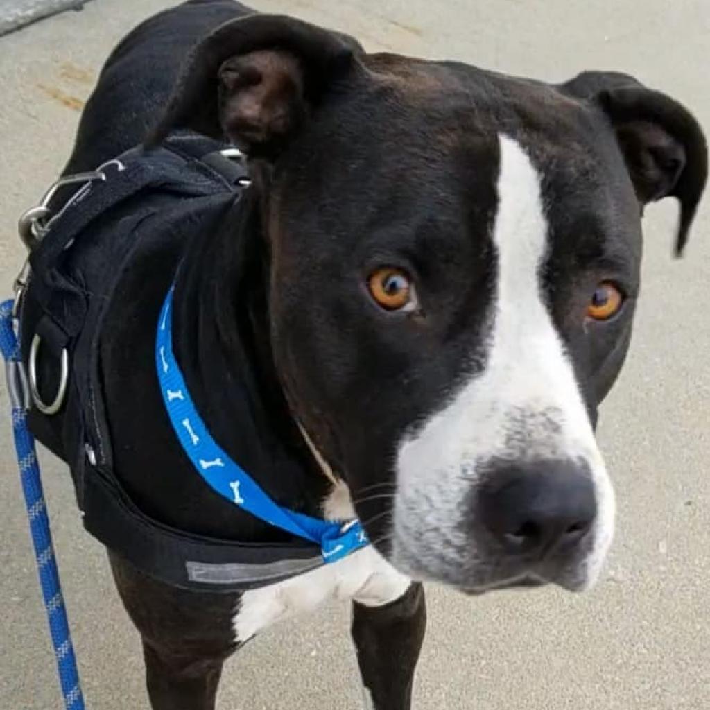 Enlarge Kadance, a Adoptable Pit Bull Terrier in Spring Hill, KS image 3/6