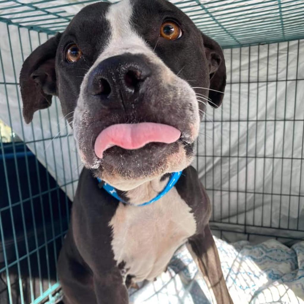 Enlarge Kadance, a Adoptable Pit Bull Terrier in Spring Hill, KS image 4/6