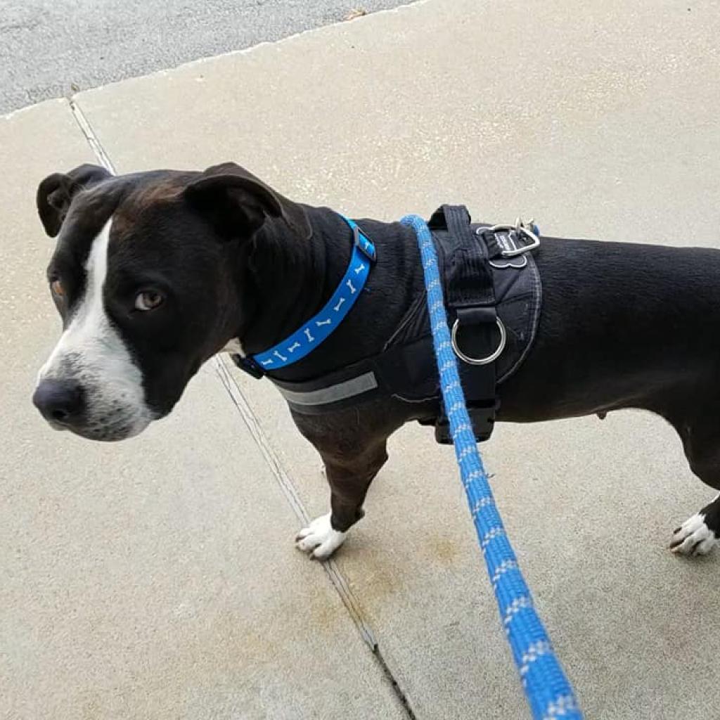 Enlarge Kadance, a Adoptable Pit Bull Terrier in Spring Hill, KS image 5/6