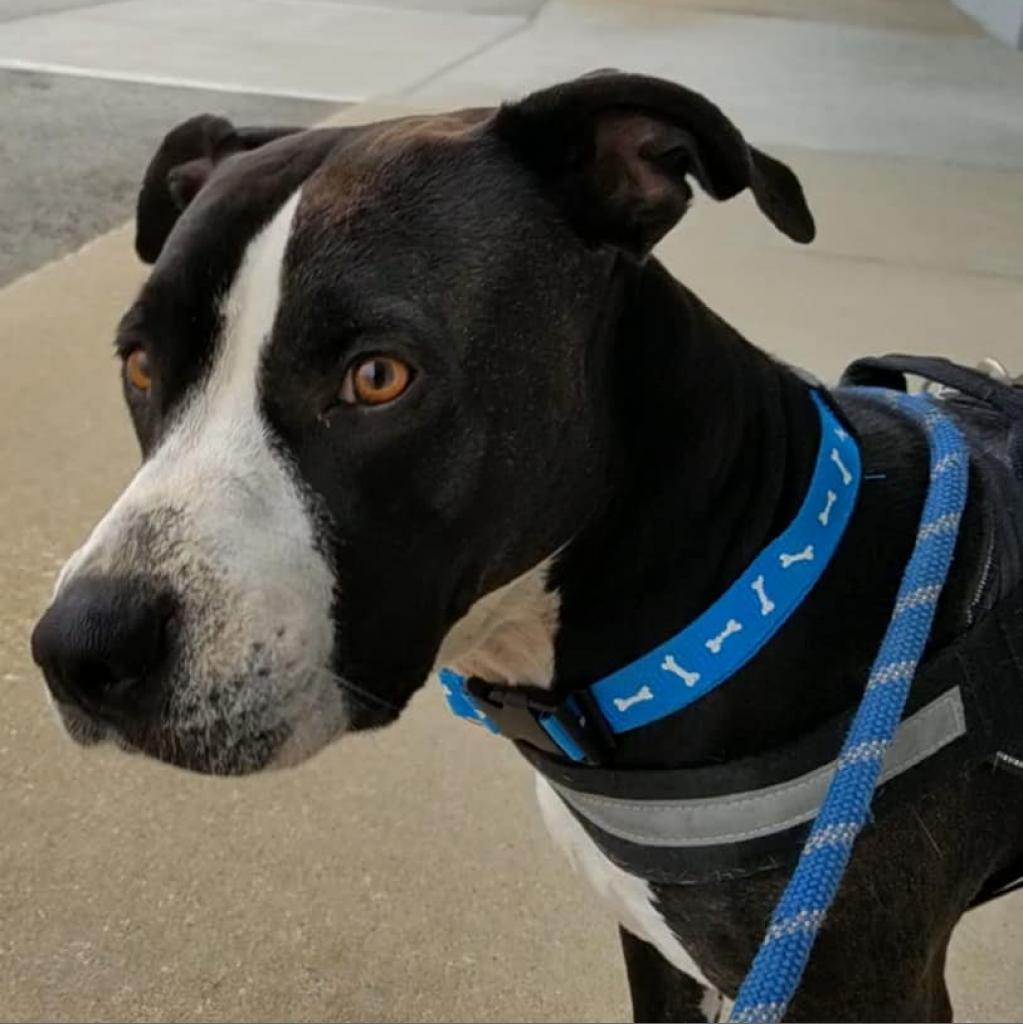 Enlarge Kadance, a Adoptable Pit Bull Terrier in Spring Hill, KS image 6/6