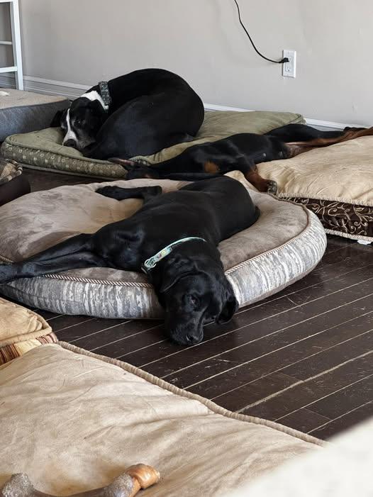 BHRR's Albar, a Adoptable Labrador Retriever in Oxford Station, ON image 2/5