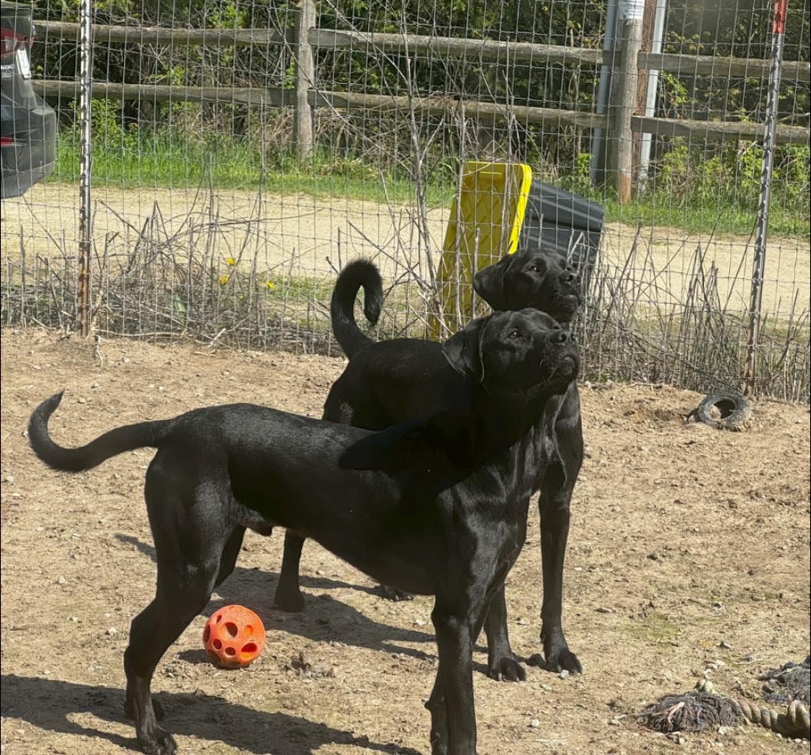 BHRR's Albar, a Adoptable Labrador Retriever in Oxford Station, ON image 3/5