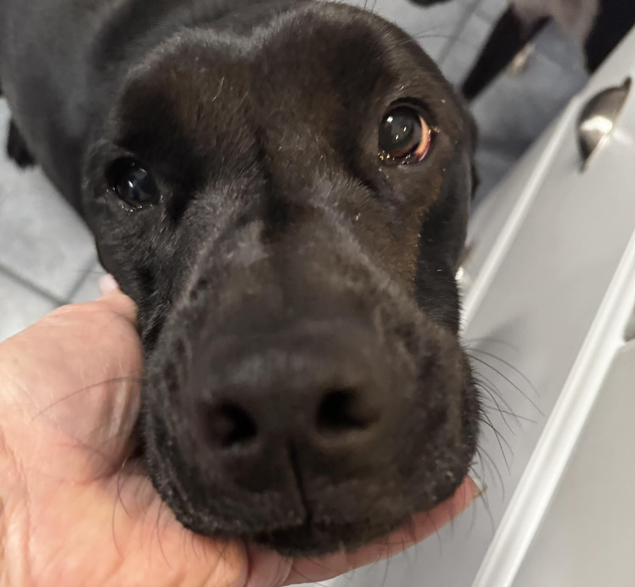 BHRR's Albar, Adoptable, Adult Male Labrador Retriever.