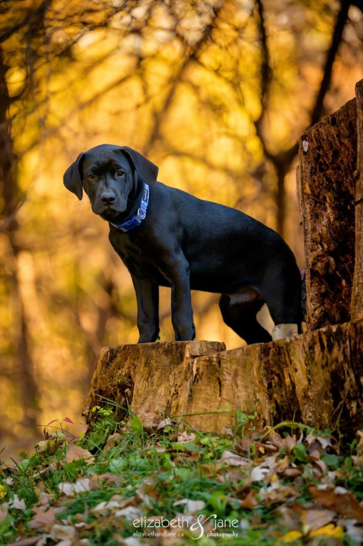 BHRR's Albar, a Adoptable Labrador Retriever in Oxford Station, ON image 4/5