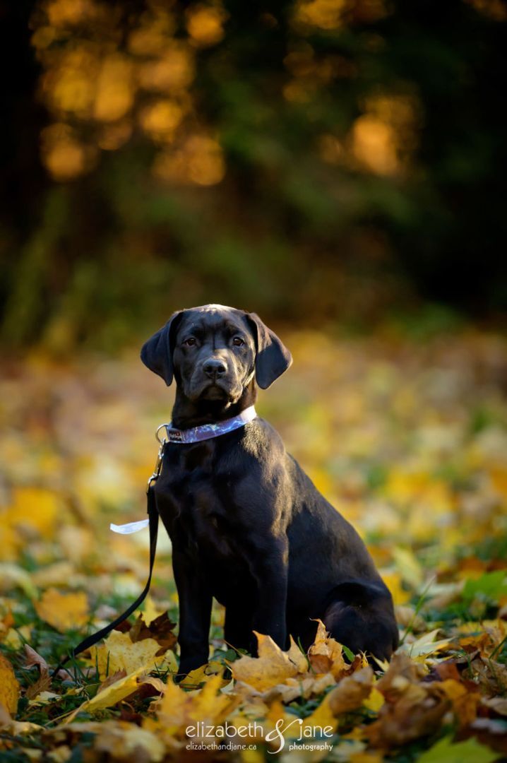 BHRR's Albar, a Adoptable Labrador Retriever in Oxford Station, ON image 5/5