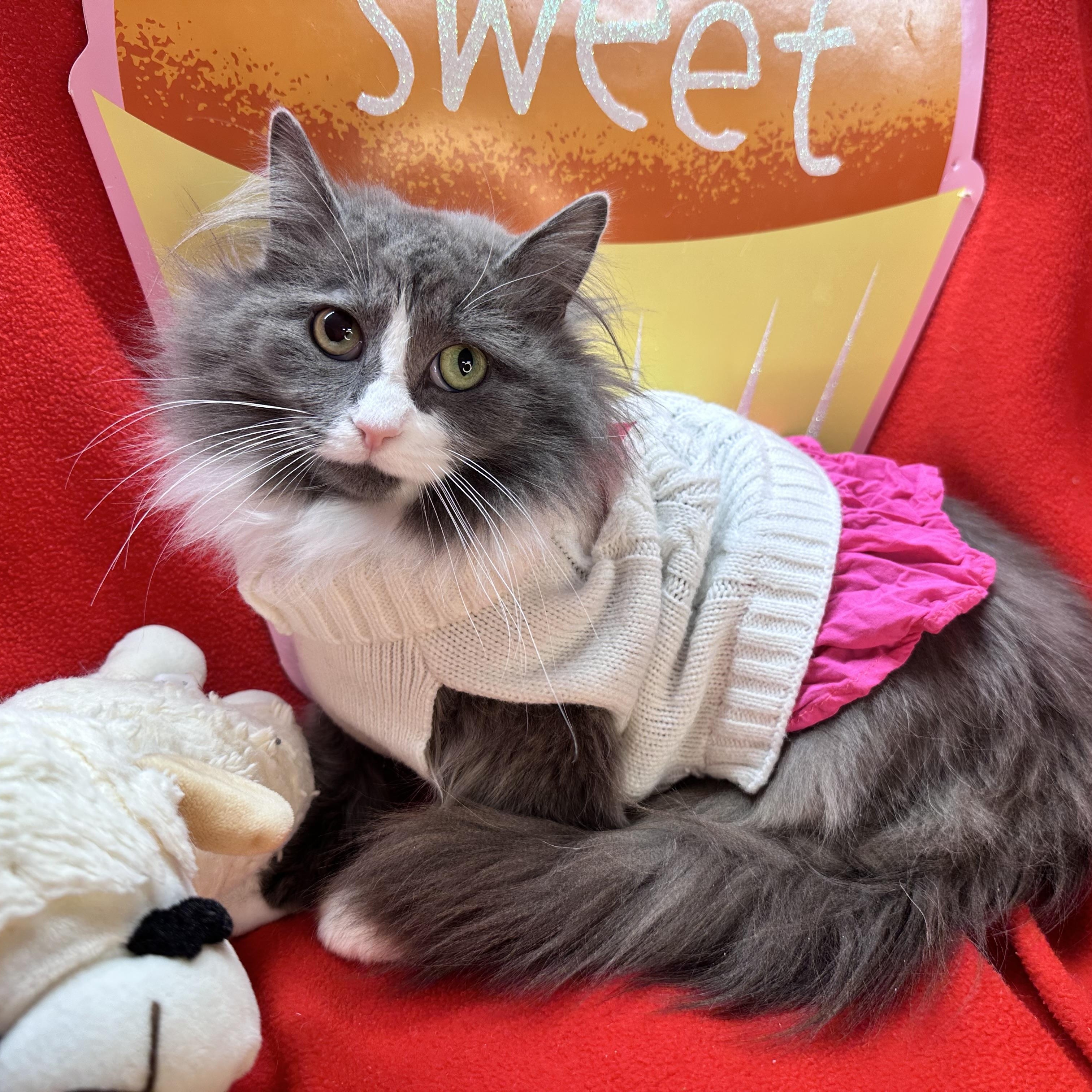 Blossom , ADOPTABLE, Young Female Norwegian Forest Cat & Siberian.