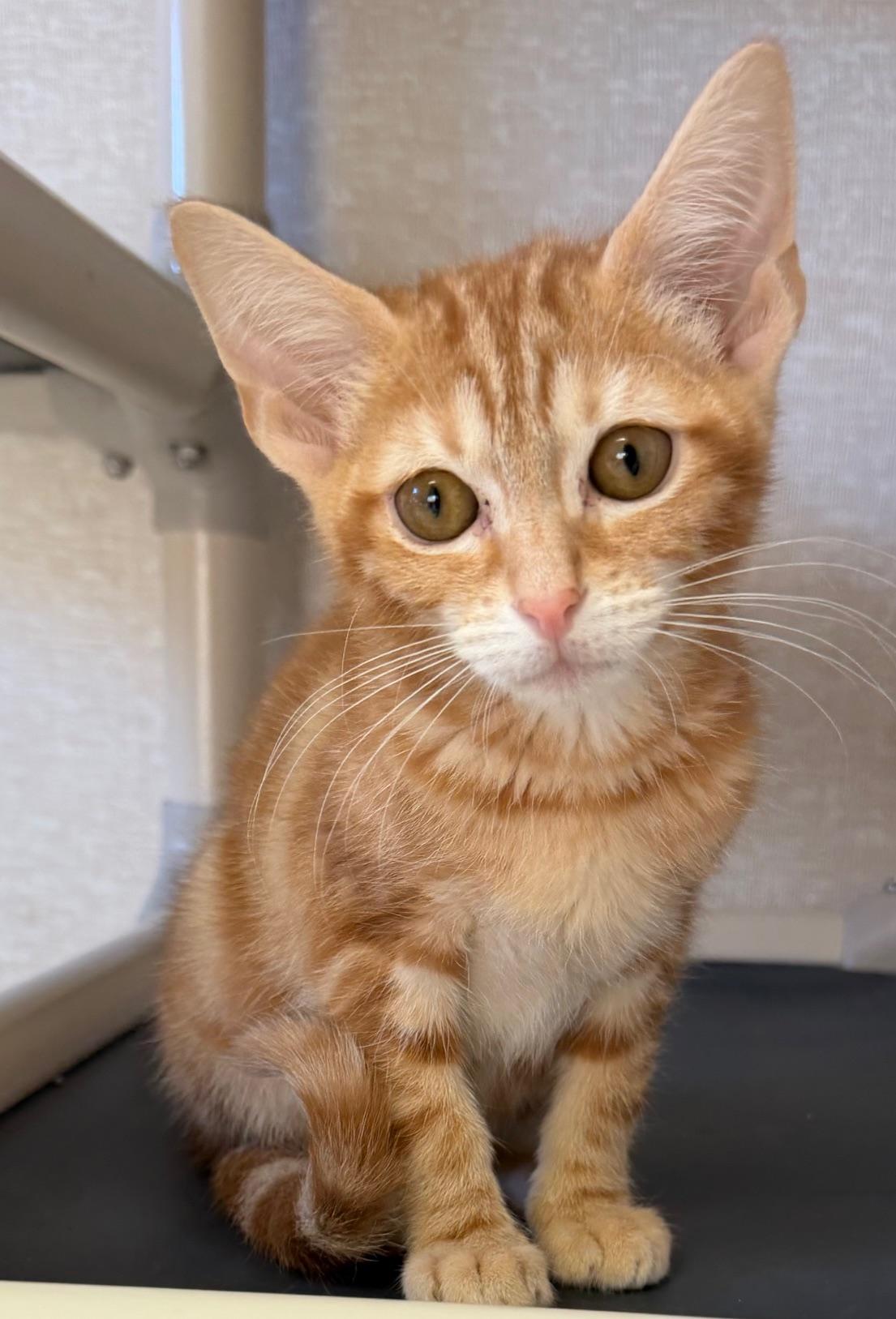 Gigi, adopted, Kitten Female Domestic Short Hair.