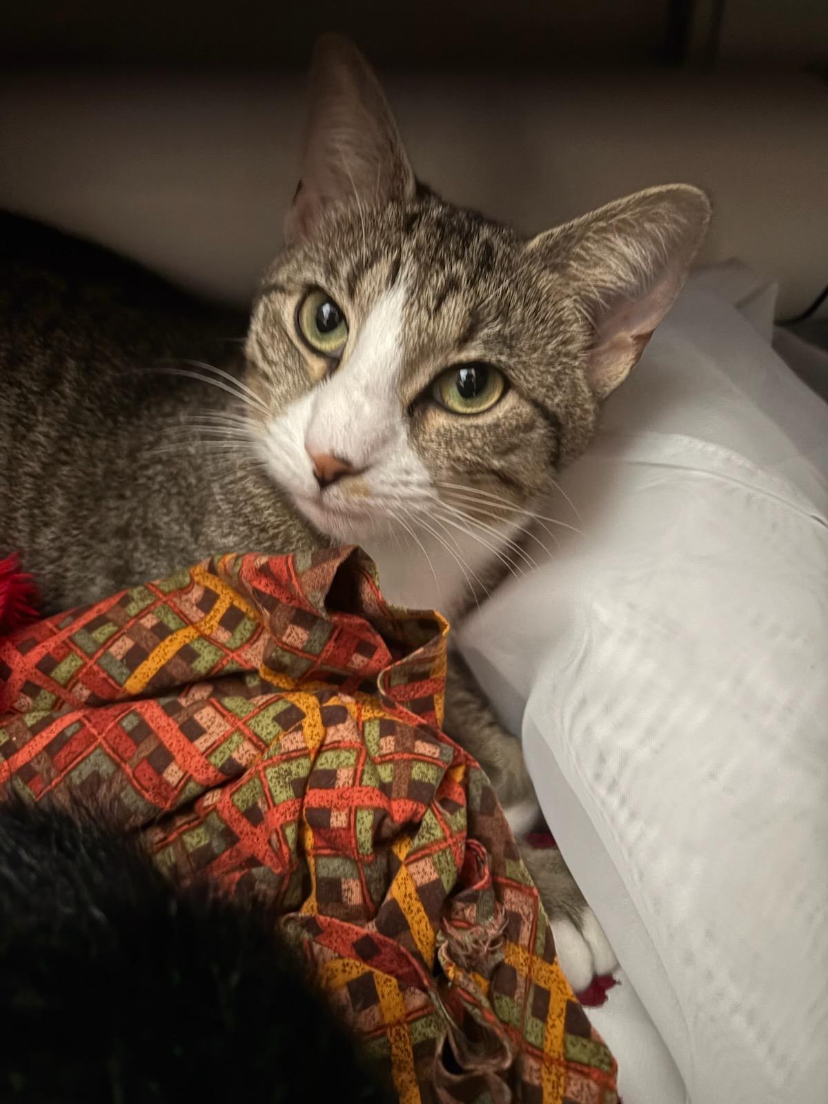 Enlarge Tigress, a Adoptable Tabby in Palisades Park, NJ image 1/4