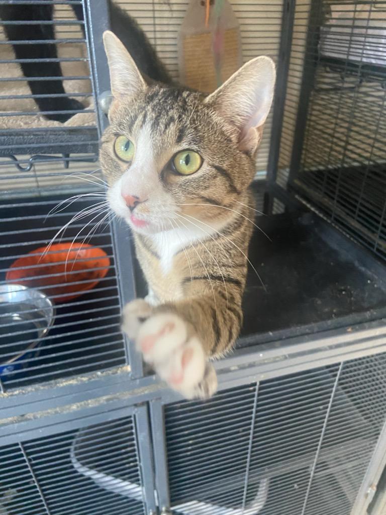 Enlarge Tigress, a Adoptable Tabby in Palisades Park, NJ image 4/4