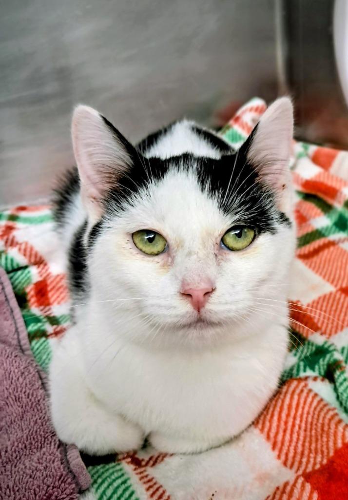 Enlarge Aero, a Adoptable mixed breed in Grants Pass, OR image 1/3