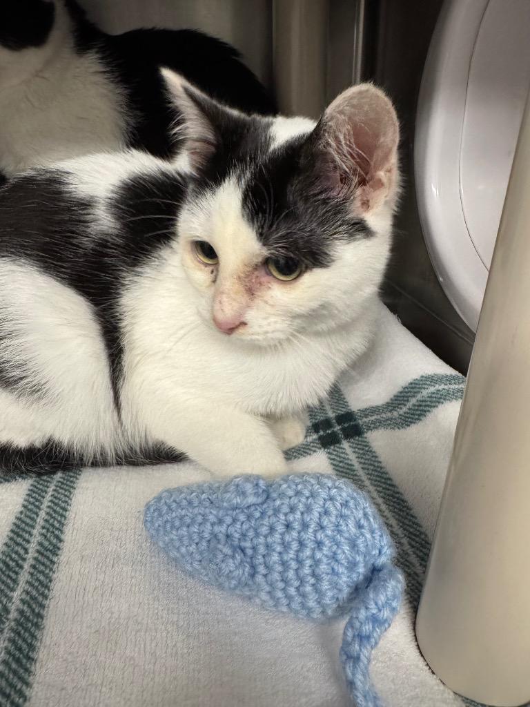 Enlarge Aero, a Adoptable mixed breed in Grants Pass, OR image 3/3