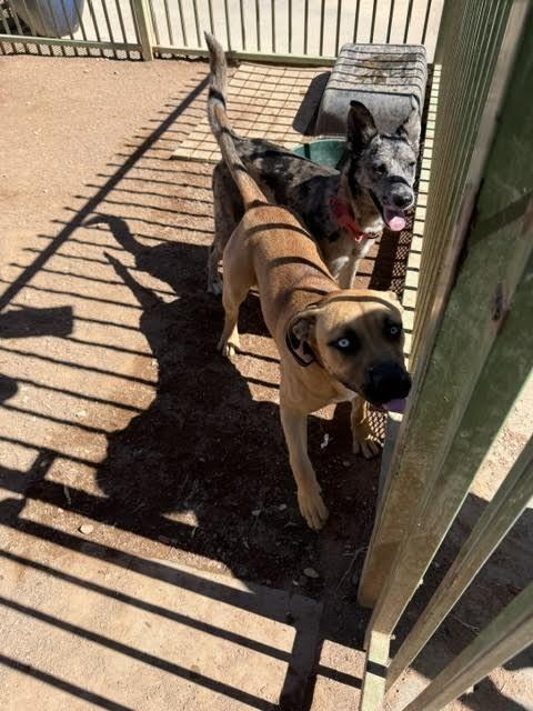Joker, Adoptable, Adult Male Mixed Breed.