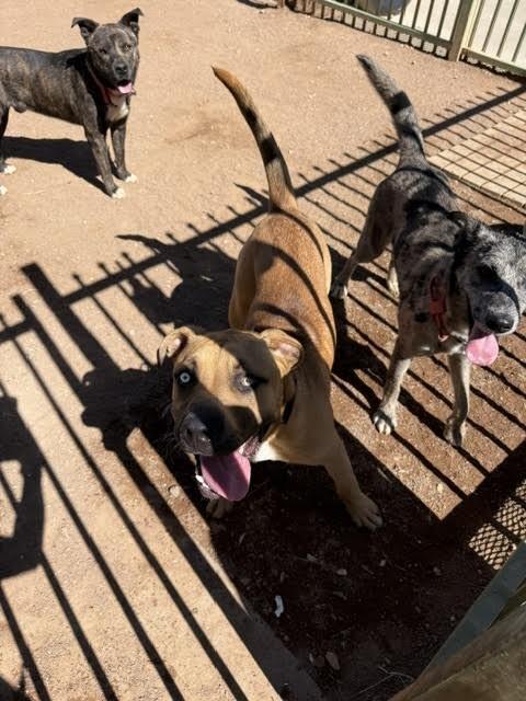 Joker, a Adoptable Mixed Breed in Hobbs, NM image 2/5
