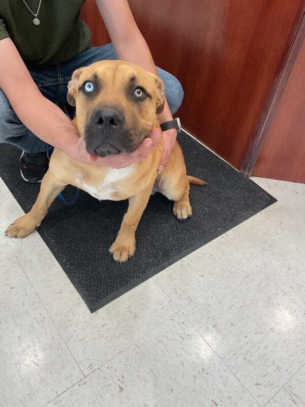 Joker, a Adoptable Mixed Breed in Hobbs, NM image 3/5