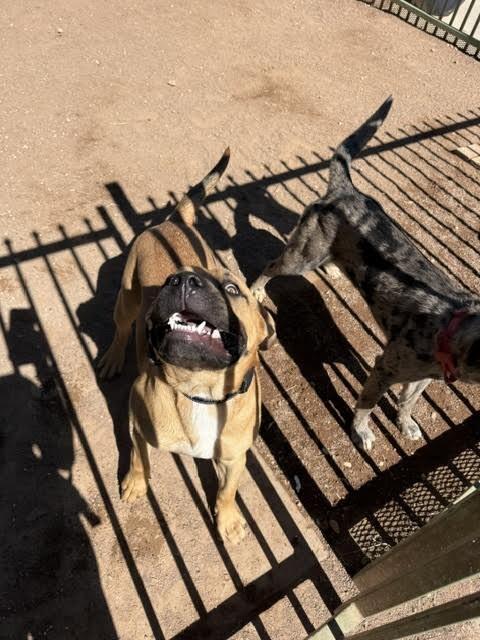Joker, a Adoptable Mixed Breed in Hobbs, NM image 4/5
