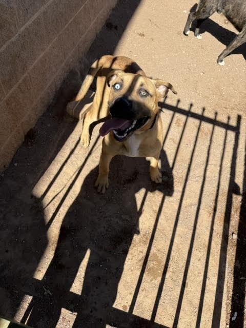 Joker, a Adoptable Mixed Breed in Hobbs, NM image 5/5