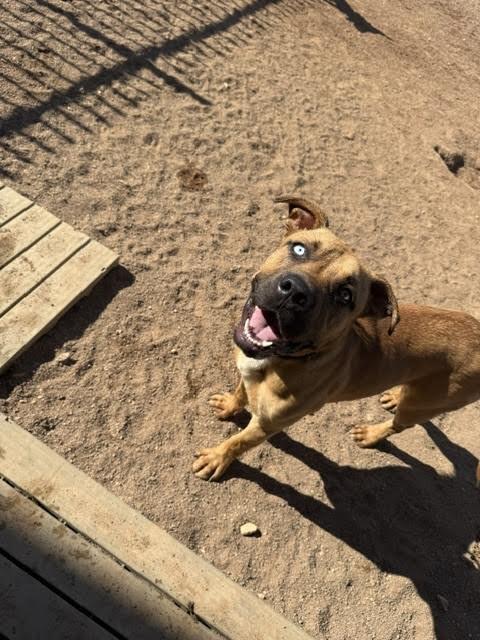 Joker, a Adoptable Mixed Breed in Hobbs, NM image 6/6