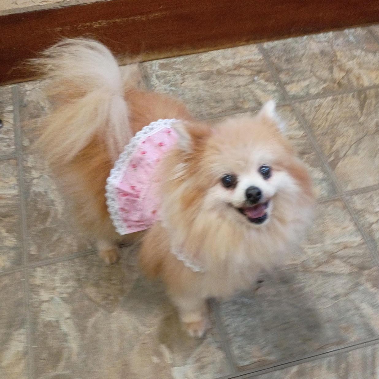 Lady, adopted, Senior Female Pomeranian.