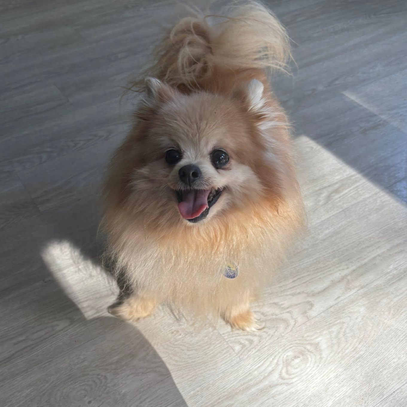 Enlarge Lady, an adopted Pomeranian in Severn, MD image 3/3