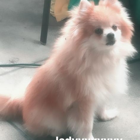 Enlarge Lady, an adopted Pomeranian in Severn, MD image 2/3