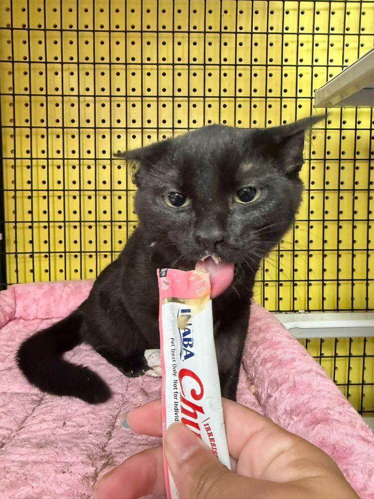 Sydney, Adoptable, Kitten Female Domestic Short Hair.
