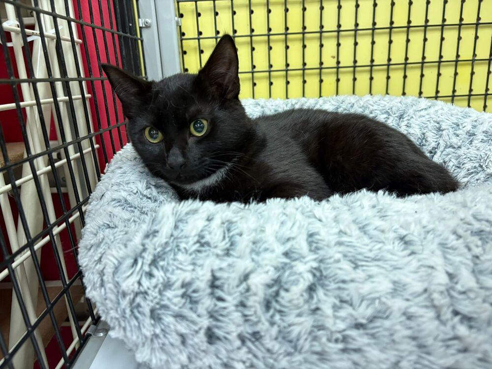 Enlarge Sydney, a Adoptable Domestic Short Hair in Orlando, FL image 2/3