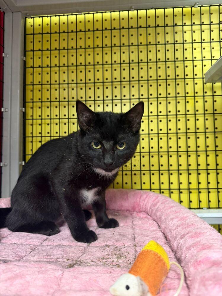 Enlarge Sydney, a Adoptable Domestic Short Hair in Orlando, FL image 3/3