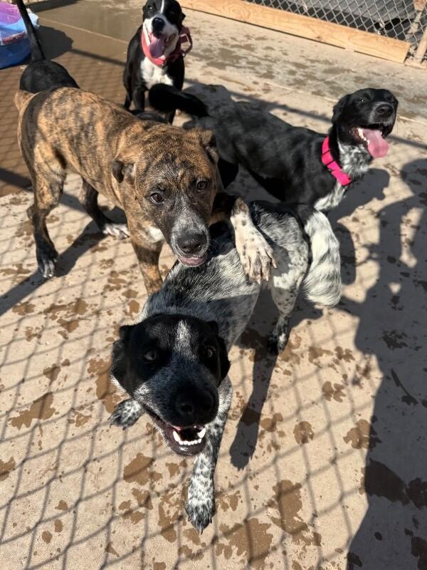 Callie, Adoptable, Adult Female Mixed Breed.