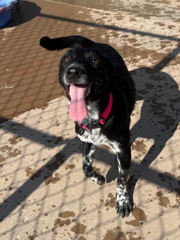 Enlarge Callie, a Adoptable Mixed Breed in Hobbs, NM image 3/6